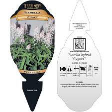 Attēlu rezultāti vaicājumam “Bayeriola thymicola”