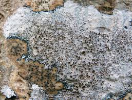 Attēlu rezultāti vaicājumam “Lecanora argentata”