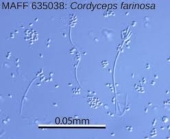 Attēlu rezultāti vaicājumam “Cordyceps farinosa”