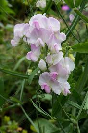 Attēlu rezultāti vaicājumam “Lathyrus latifolius”