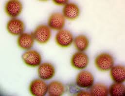 Attēlu rezultāti vaicājumam “Physarum pseudoalexandrowiczii macro”