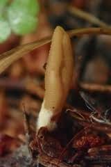 Attēlu rezultāti vaicājumam “Neocudoniella albiceps”