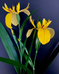 Attēlu rezultāti vaicājumam “Iris pseudacorus leaf”