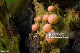 Attēlu rezultāti vaicājumam “Lycogala irregulare”