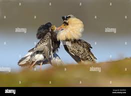 Attēlu rezultāti vaicājumam “Philomachus pugnax adult”