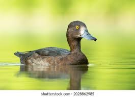 Image result for Aythya fuligula