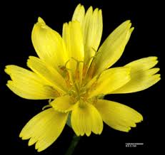 Attēlu rezultāti vaicājumam “Lapsana communis”