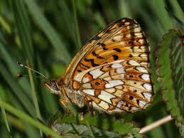 Attēlu rezultāti vaicājumam “Clossiana selene upperside”
