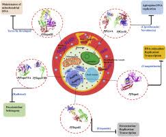 Attēlu rezultāti vaicājumam “Dianema depressum plasmodium”