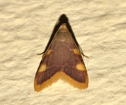 Attēlu rezultāti vaicājumam “Hypsopygia costalis”