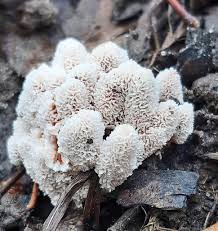 Attēlu rezultāti vaicājumam “Abortiporus biennis”