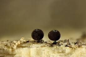 Attēlu rezultāti vaicājumam “Enerthenema papillatum macro”