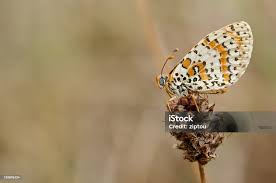 Attēlu rezultāti vaicājumam “Melitaea diamina”