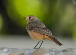 Attēlu rezultāti vaicājumam “Phoenicurus phoenicurus”