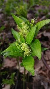 Attēlu rezultāti vaicājumam “Mercurialis perennis fruit”