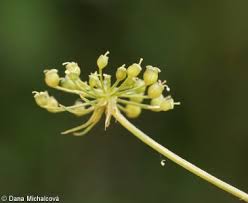Attēlu rezultāti vaicājumam “Peucedanum palustre leaf”