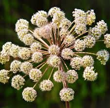 Attēlu rezultāti vaicājumam “Angelica palustris flower”