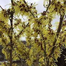 Attēlu rezultāti vaicājumam “Hamamelis vernalis flower”