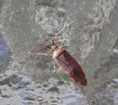 Attēlu rezultāti vaicājumam “Pantilius tunicatus imago”