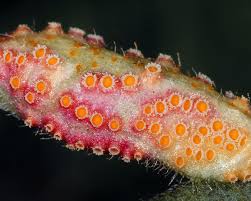 Attēlu rezultāti vaicājumam “Puccinia urticata”