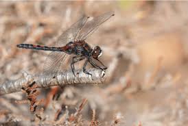 Attēlu rezultāti vaicājumam “Leucorrhinia rubicunda”