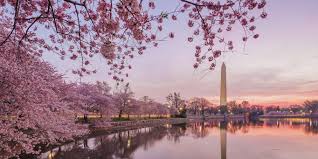 Image result for "cherry blossom" washington