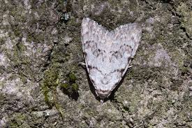 Attēlu rezultāti vaicājumam “Nola confusalis”