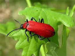 Attēlu rezultāti vaicājumam “Pyrochroa coccinea”