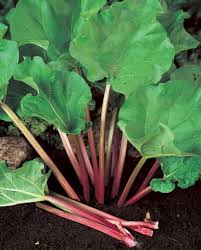 Attēlu rezultāti vaicājumam “Rheum rhabarbarum”