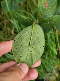 Attēlu rezultāti vaicājumam “Ochropsora ariae spores”