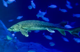 Image result for Acipenser oxyrinchus oxyrinchus