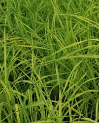 Attēlu rezultāti vaicājumam “Carex elata flower”