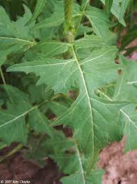 Attēlu rezultāti vaicājumam “Sisymbrium loeselii leaf”