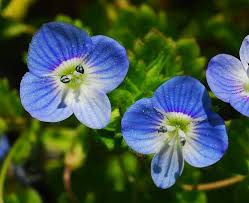 Attēlu rezultāti vaicājumam “Veronica persica flower”