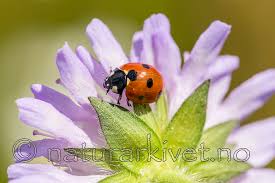 Attēlu rezultāti vaicājumam “Coccinella quinquepunctata”