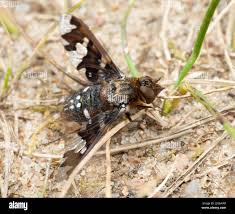 Attēlu rezultāti vaicājumam “Exoprosopa capucina”