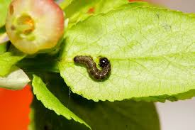 Attēlu rezultāti vaicājumam “Hydriomena furcata”