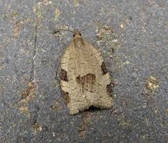 Attēlu rezultāti vaicājumam “Lozotaenia forsterana”