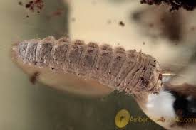 Attēlu rezultāti vaicājumam “Cerambycidae larva”