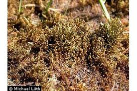 Attēlu rezultāti vaicājumam “Drepanocladus aduncus”