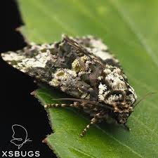 Attēlu rezultāti vaicājumam “Craniophora ligustri larva”