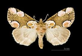 Attēlu rezultāti vaicājumam “Thyatira batis imago”