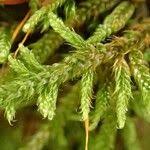 Attēlu rezultāti vaicājumam “Hypnum cupressiforme”