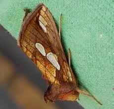 Attēlu rezultāti vaicājumam “Plusia festucae”