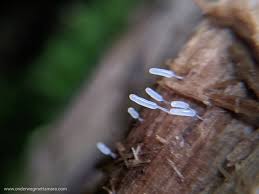 Attēlu rezultāti vaicājumam “Stemonitis splendens macro”