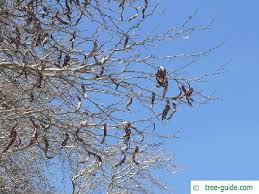 Attēlu rezultāti vaicājumam “Gleditsia triacanthos bud”
