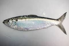 Image result for Alosa mediocris