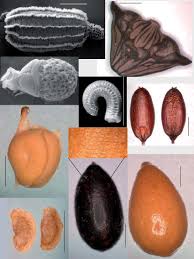 Attēlu rezultāti vaicājumam “Glyceria fluitans fruit”