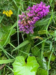 Attēlu rezultāti vaicājumam “Dactylorhiza fuchsii bud”
