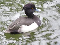 Attēlu rezultāti vaicājumam “Aythya fuligula male”